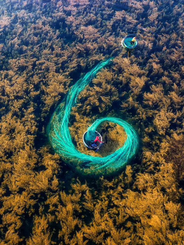 Vay lưới bắt mực