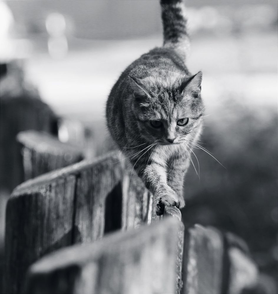Photograph by 