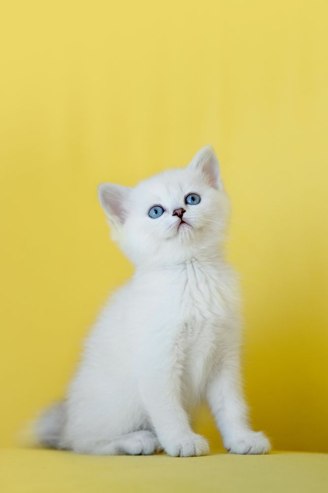 Фотография автора Олеся Евгеньевна