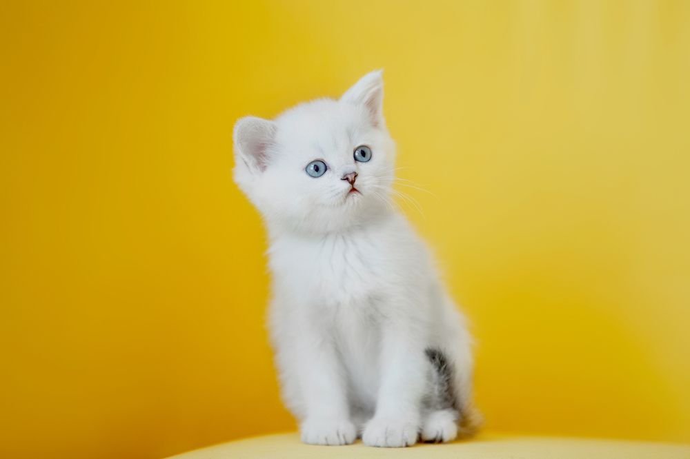 Фотография автора Олеся Евгеньевна