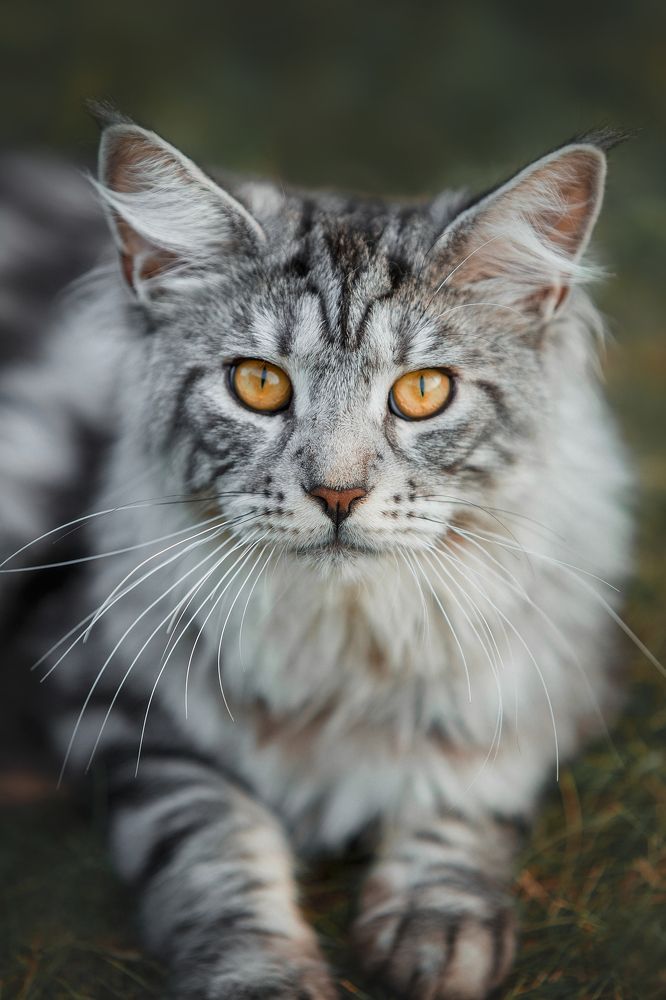 Фотография автора Олеся Евгеньевна