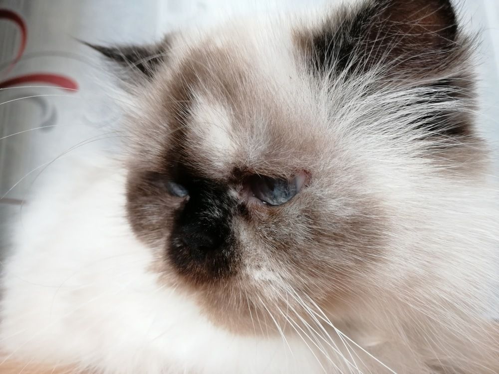 Долгожитель