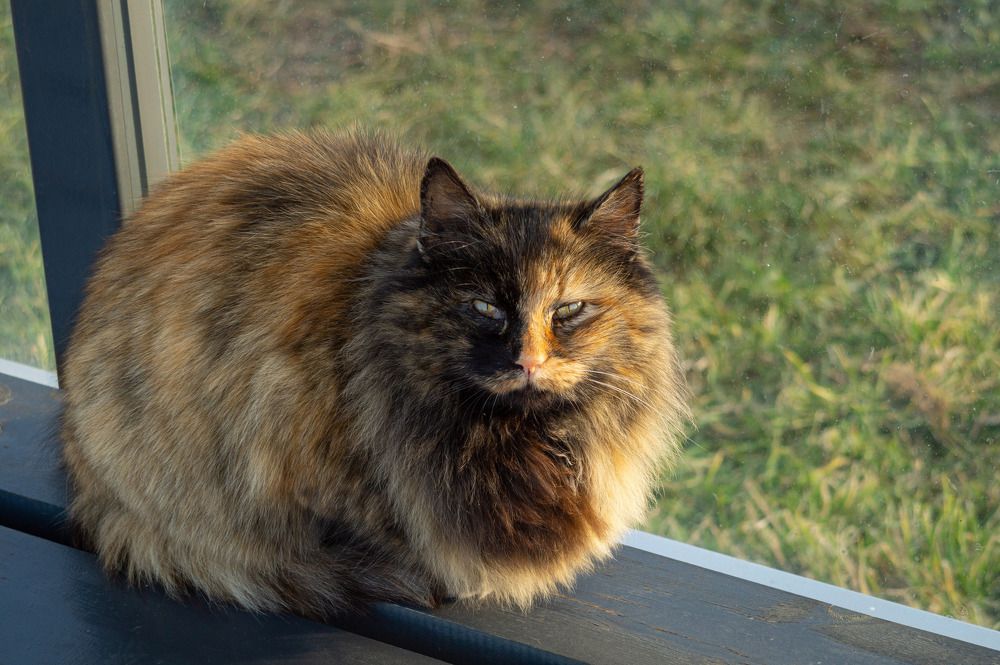 Photograph by Ариадна Подмогильная