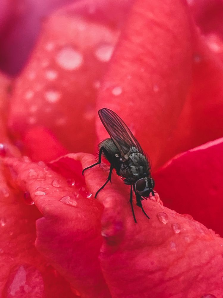 Photograph by Ольга Скиба