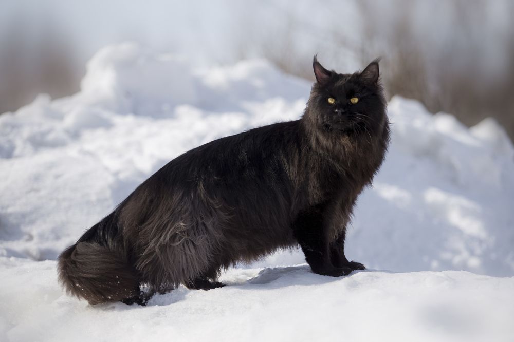 Фотография автора Олеся Евгеньевна
