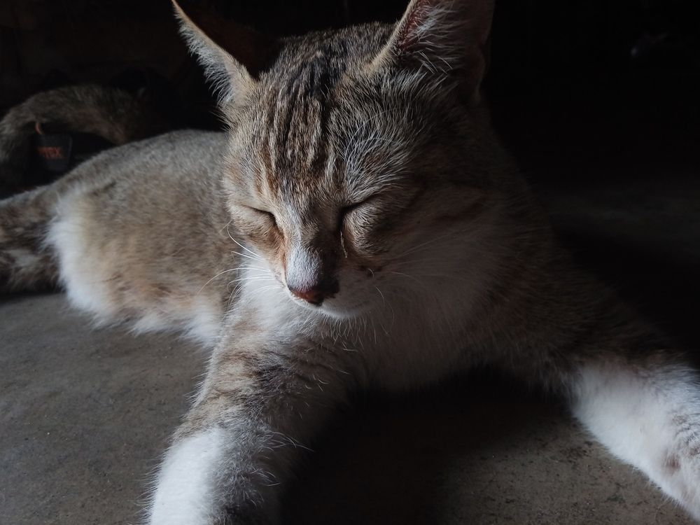 The sleeping beauty