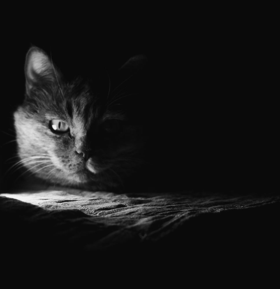 Photograph by Евгения Петрук