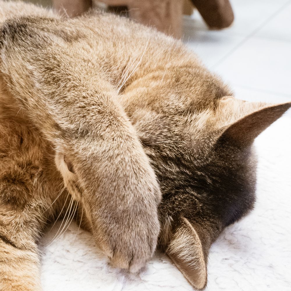 Photograph by NILESH TAILOR