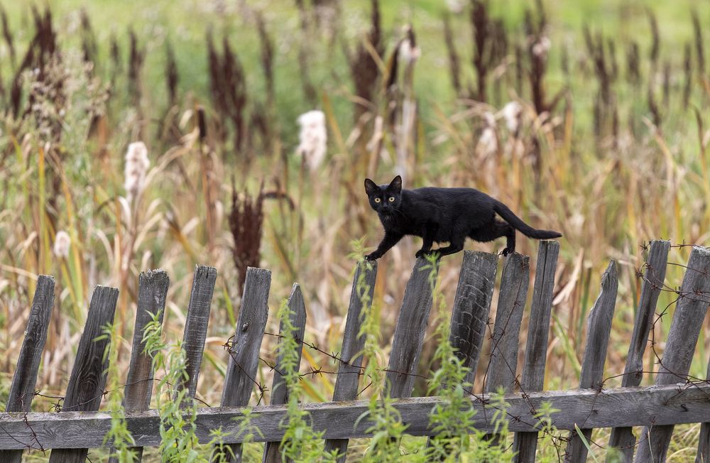 Photograph by Jaap van der Kooij