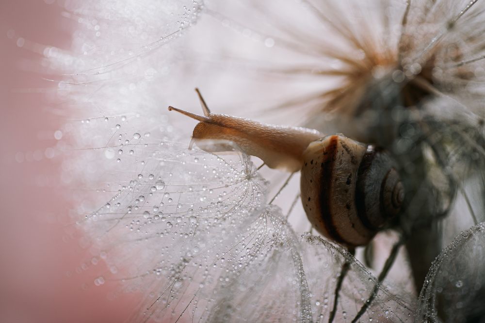 snail and dandelion
