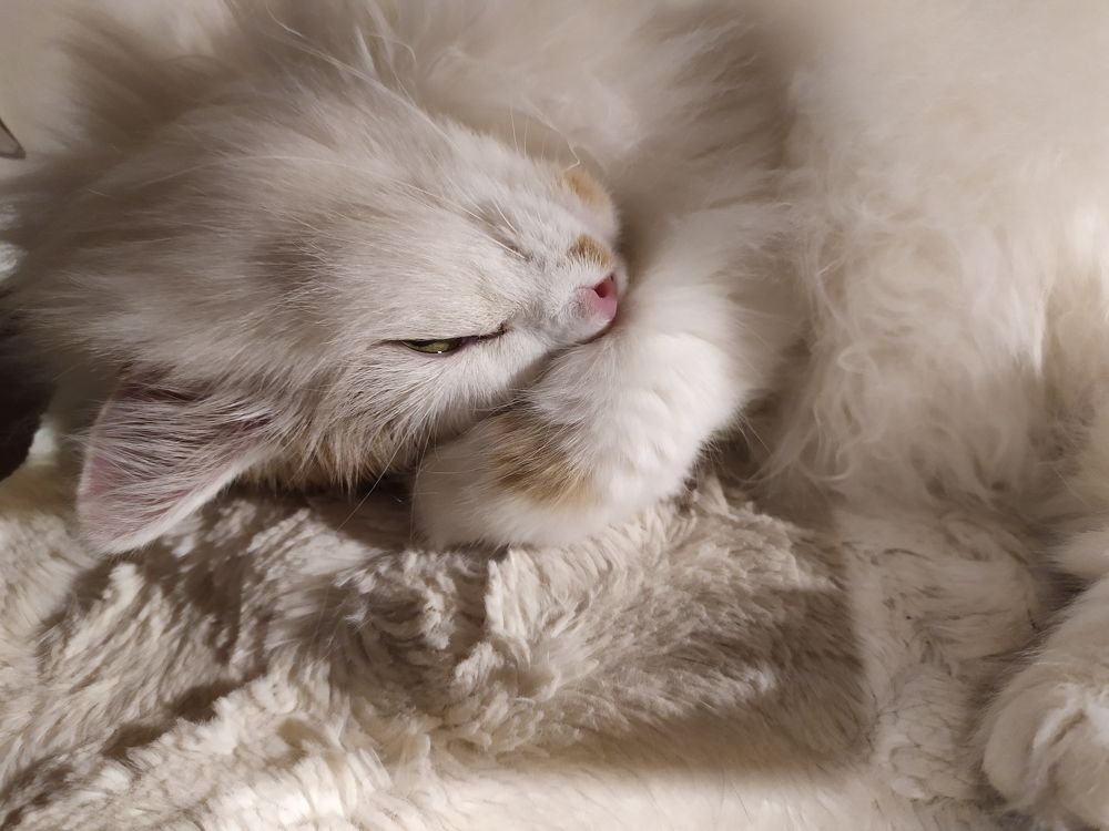 Photograph by Jaap van der Kooij