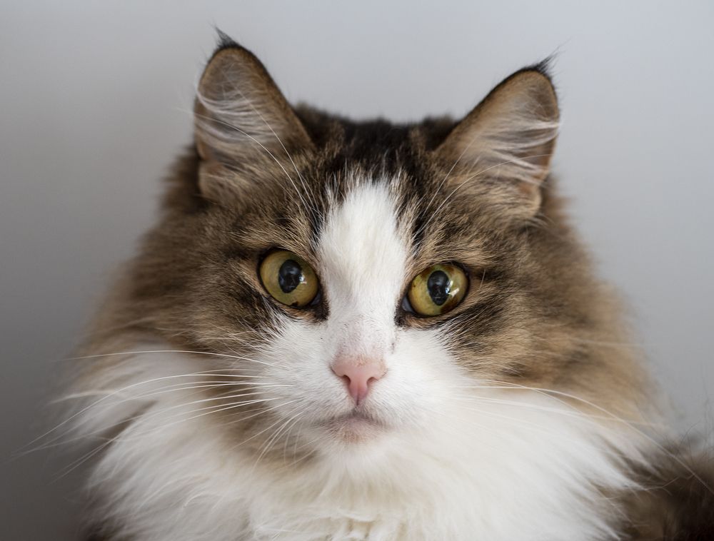 Photograph by Jaap van der Kooij