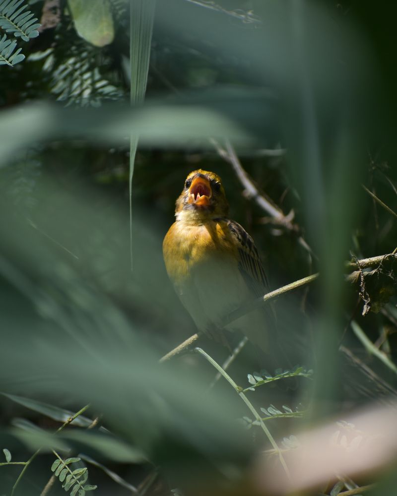 Photograph by Abhishek Yadav