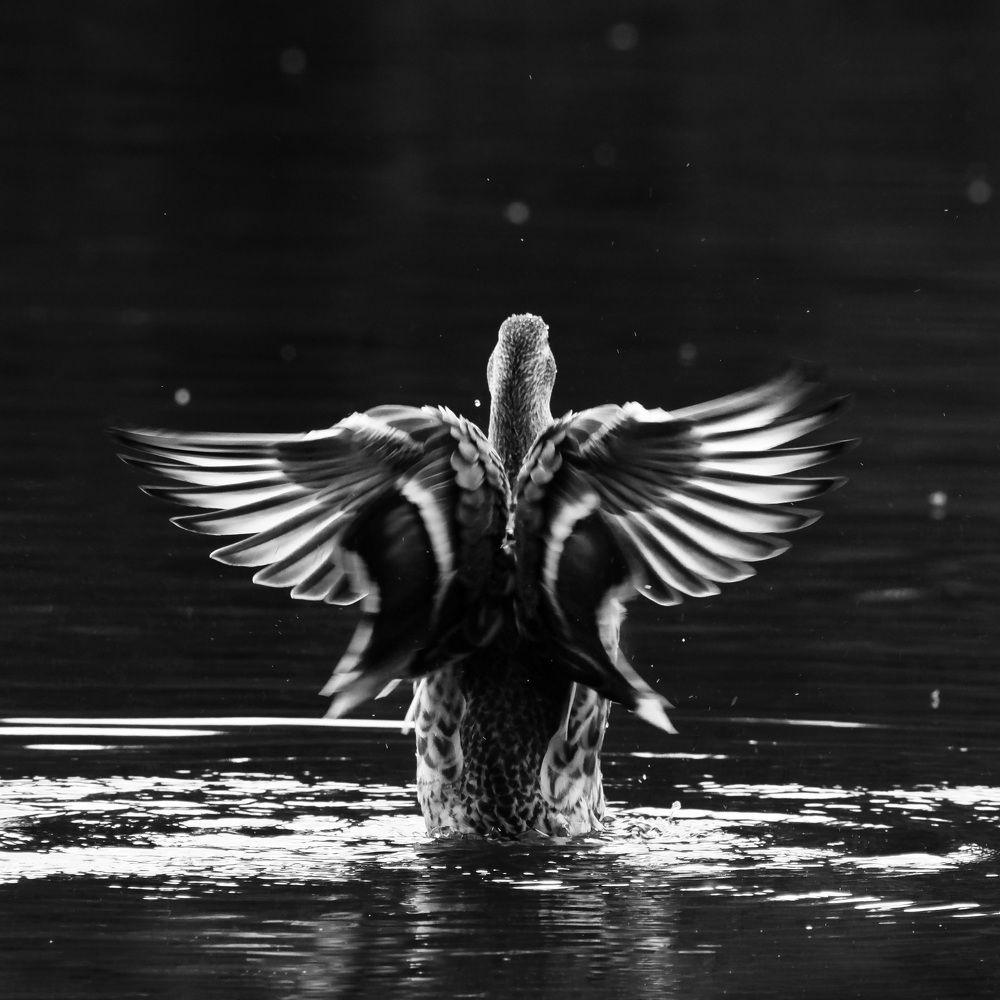 Фотография автора Рохмистрова Мария