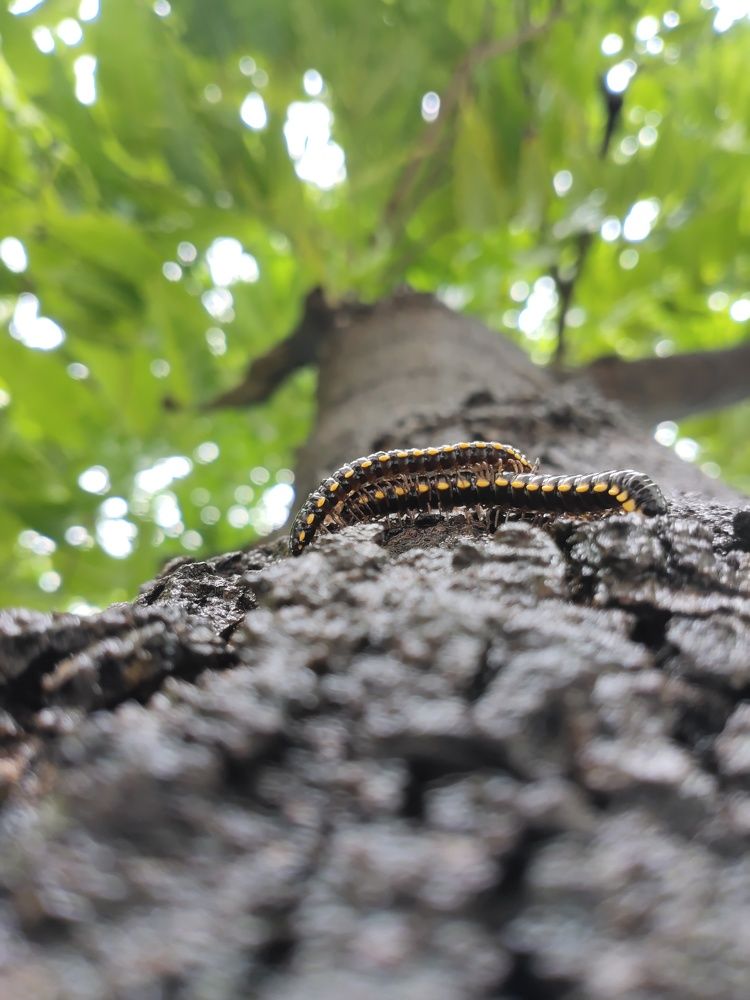 The Intimate Embrace: A Photo of Yellow-Spotted Millipede Mating