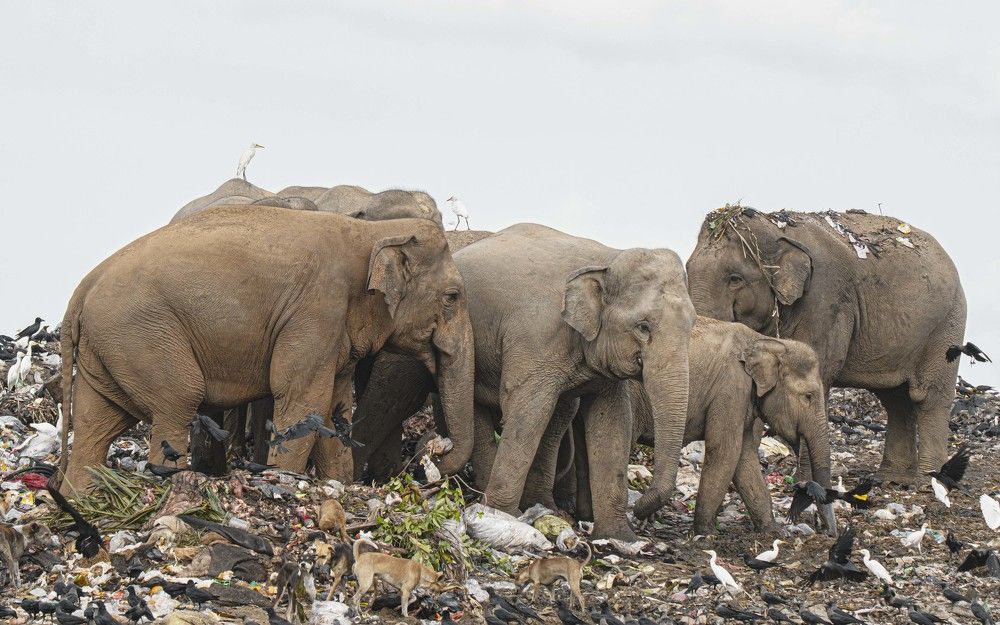 Photograph by Mohamed Raseem