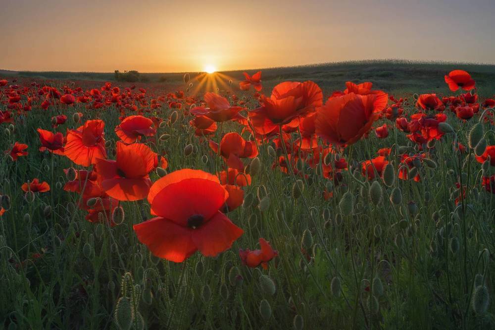 Фотография автора Дмитренко Екатерина