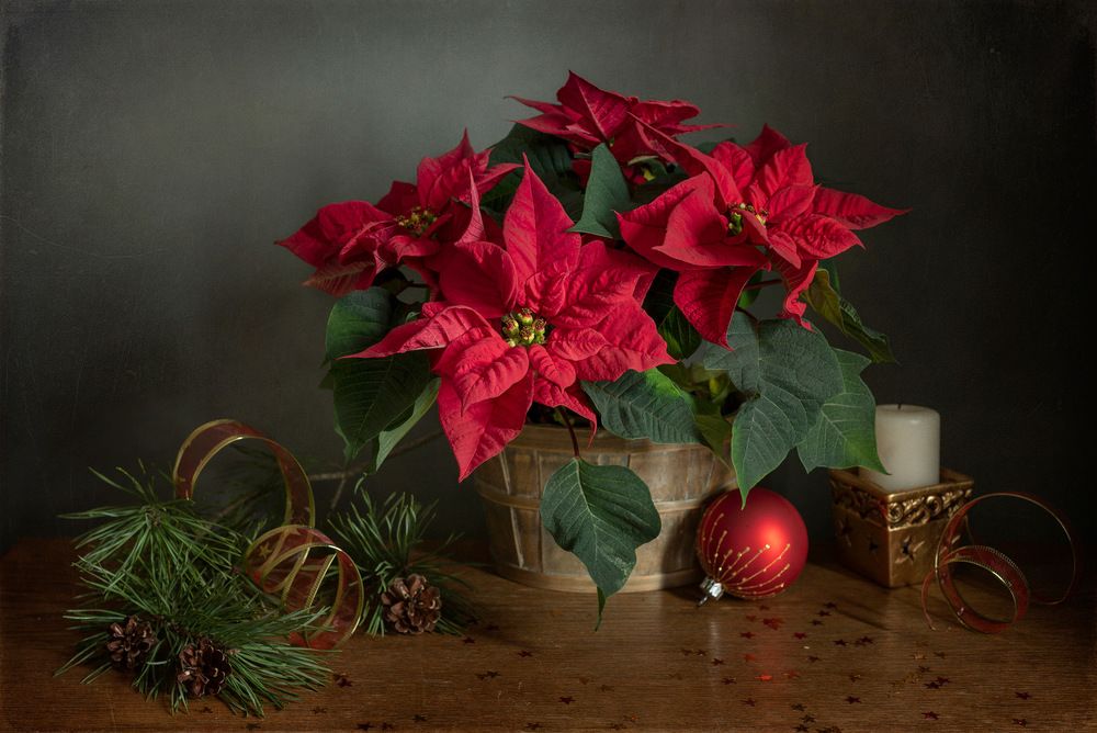 С пуансеттией