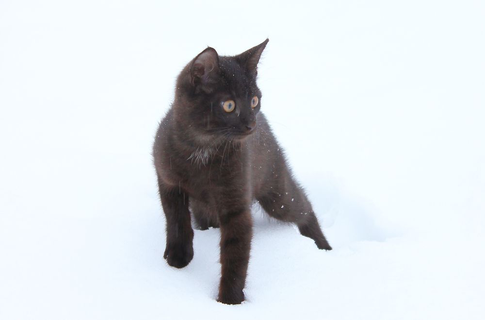 Детство Шери