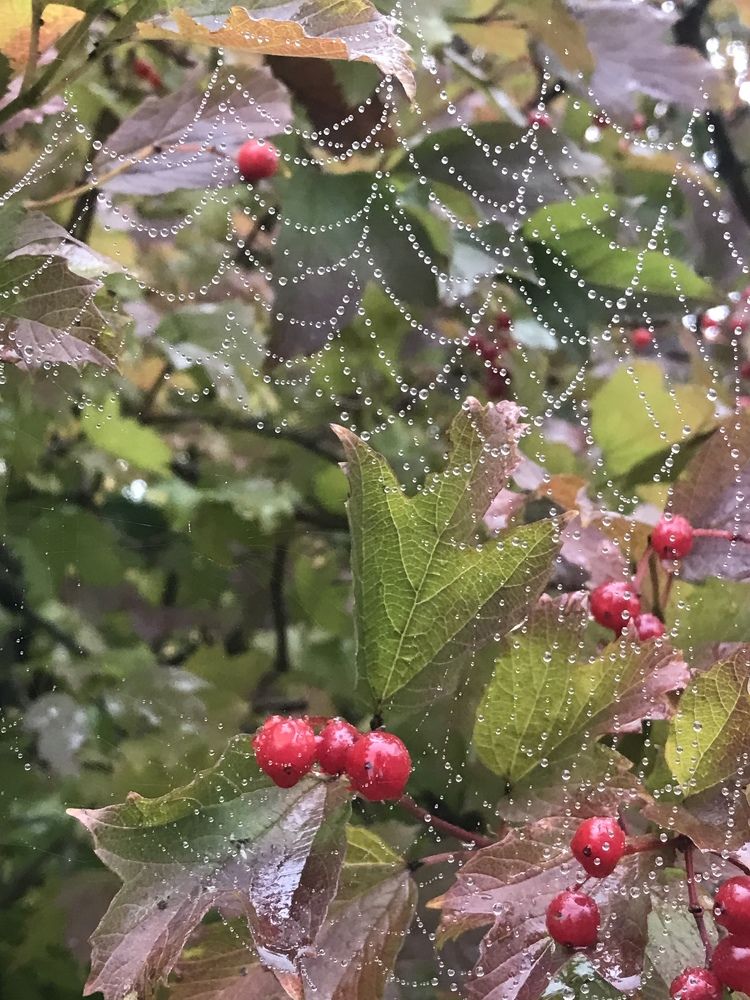 Приближение осени
