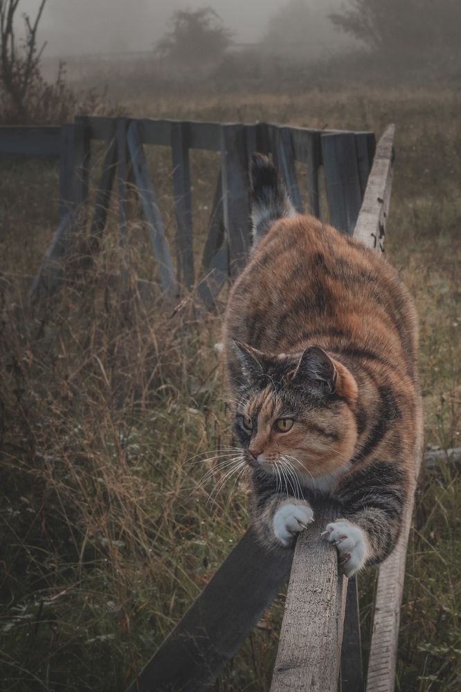 Photograph by Анастасия Павлик