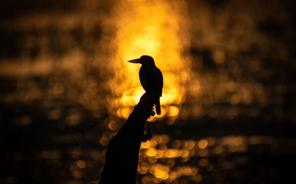 Photograph by Amjad Ali