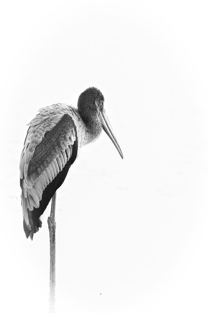 Black and White Beauty-A High Key Shot of a Painted Stork