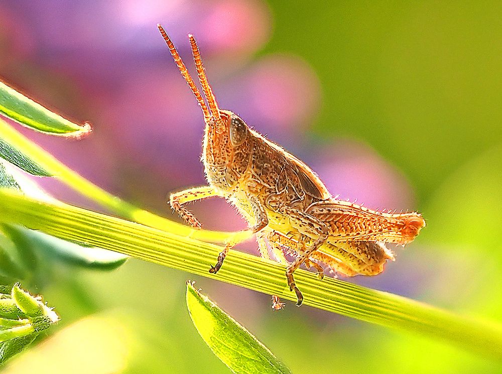 Photograph by Алла Толстая