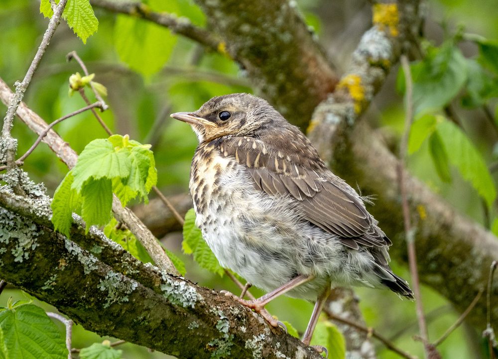 Photograph by Алла Толстая