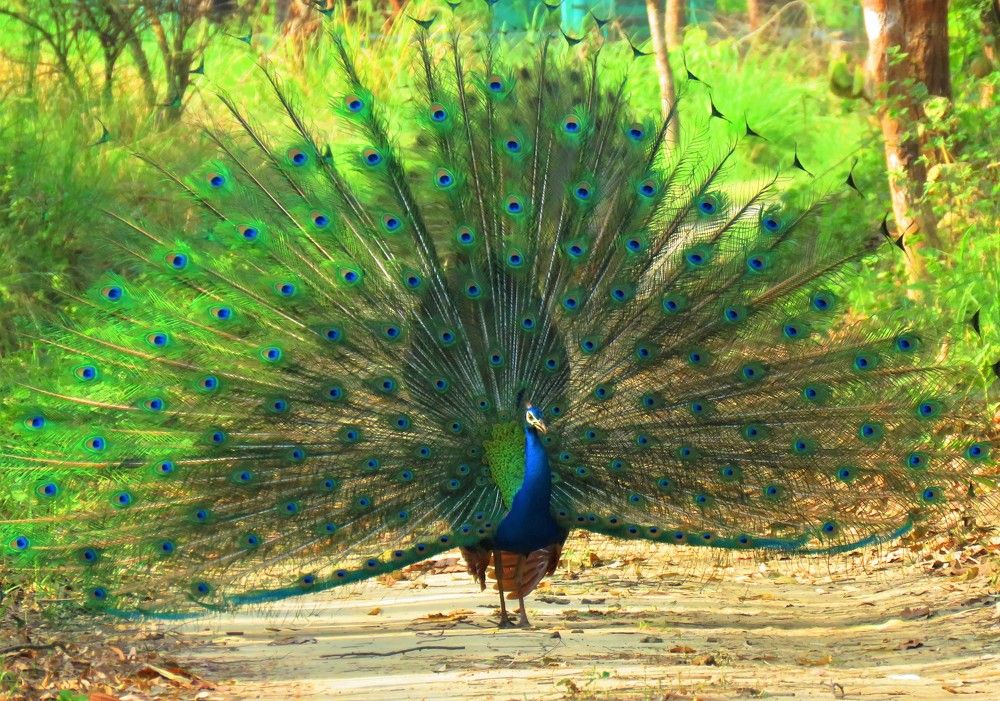 Photograph by ANISH BISWAS