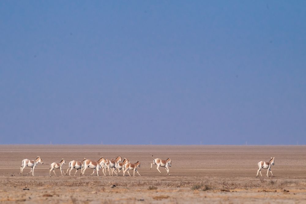 Фотография автора Hiteshkumar Patel