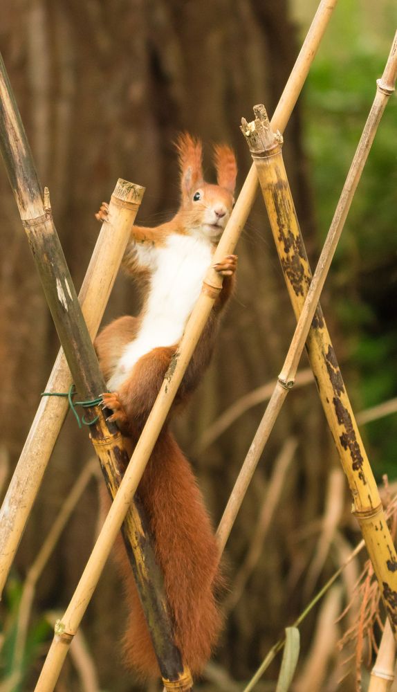 Белочка в парке