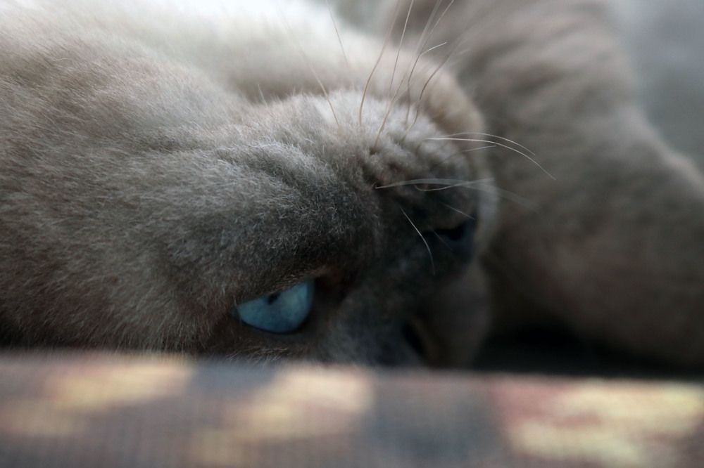 Фотография автора Пищулова Анастасия