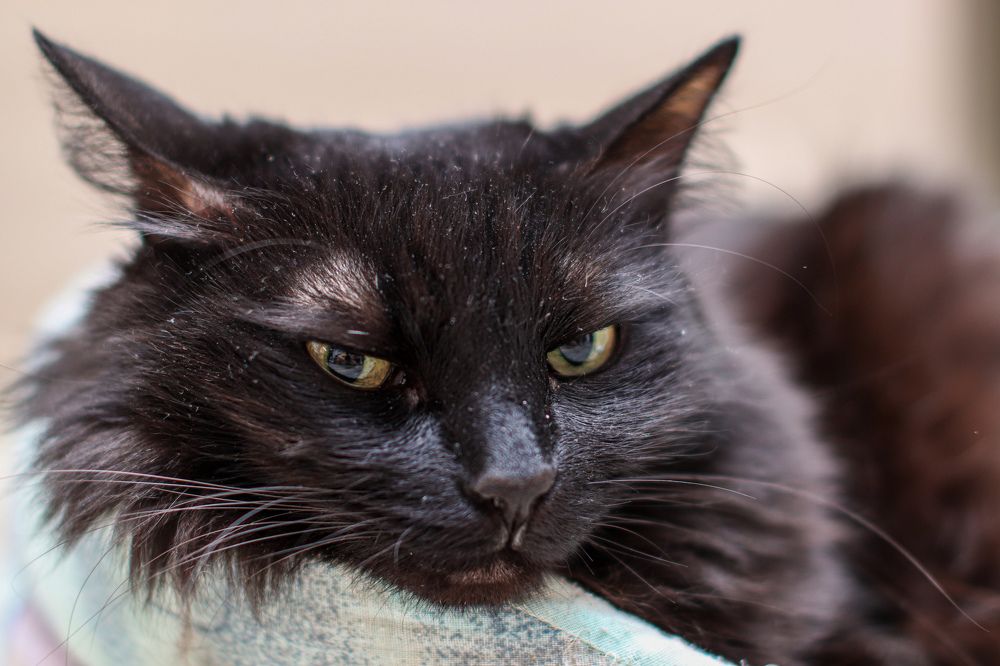 Photograph by Алексей Голубев