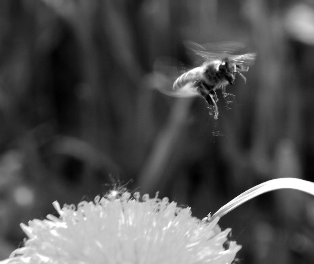 Photograph by дмитрий