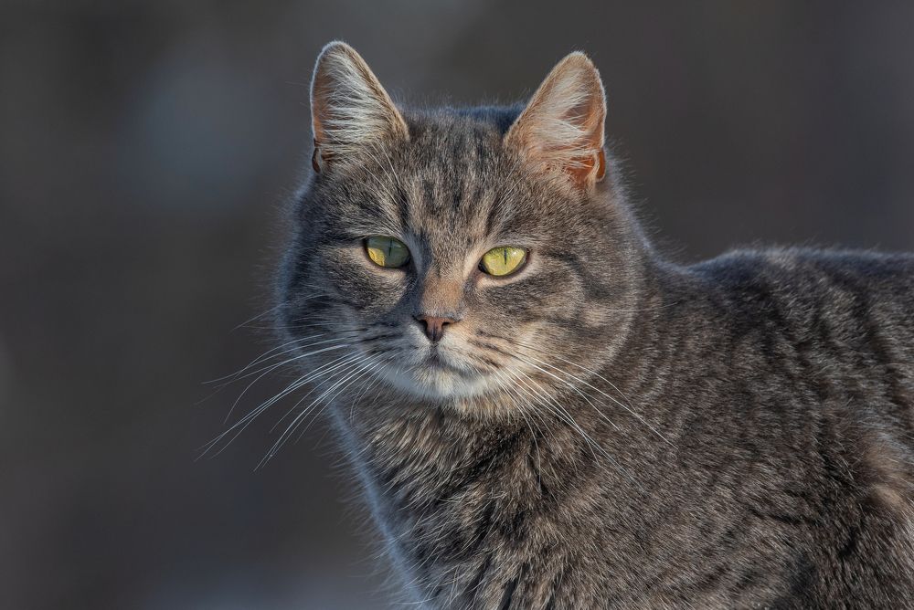 Photograph by Руслан Сигушин