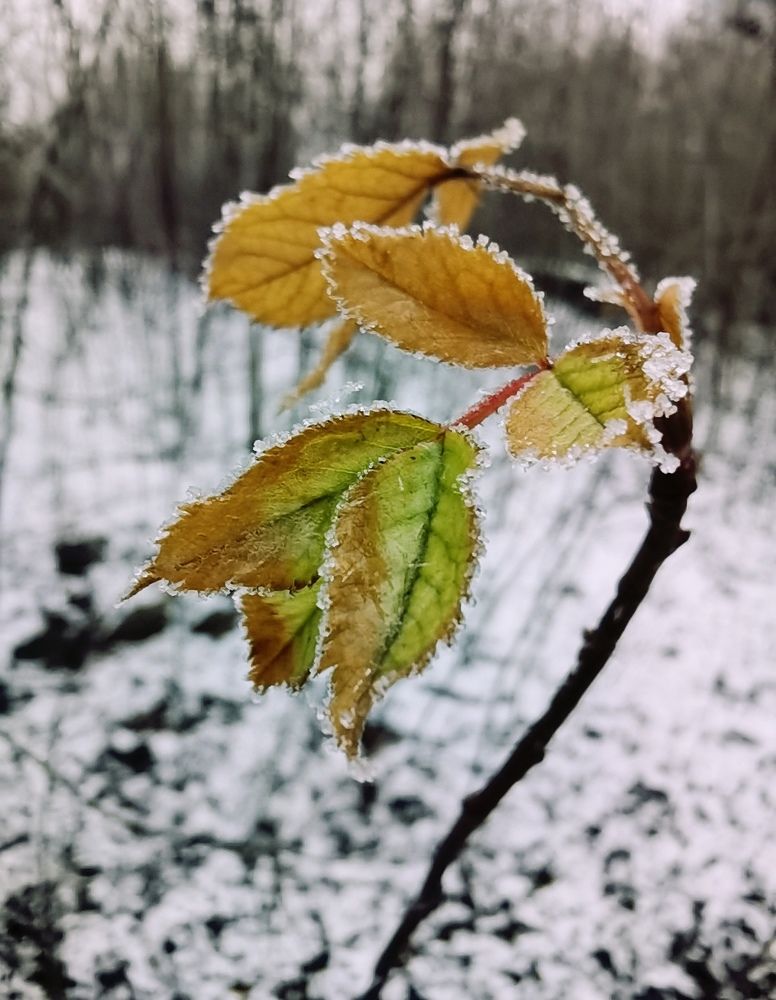 Осенние листья на зимнем морозе