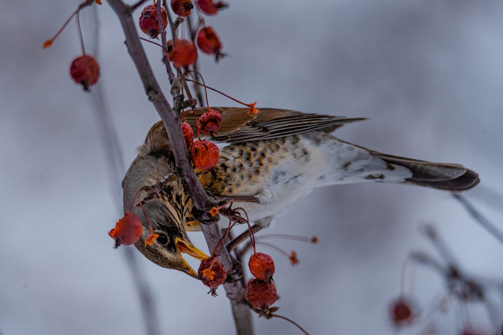 За вкусняшкой