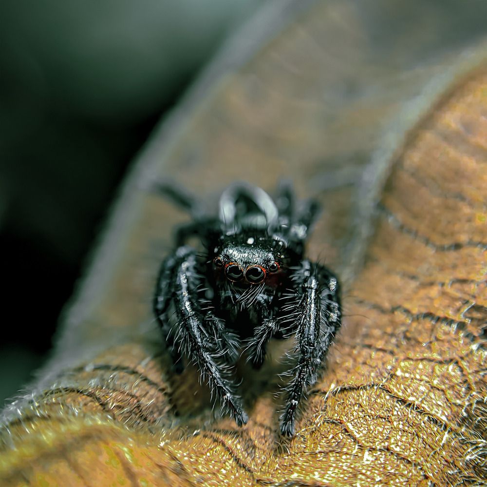 Photograph by Milinda Ashan Rajapaksha