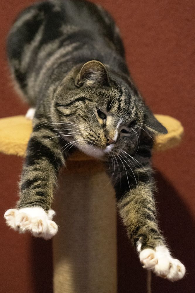 Музейный котик Хинс.