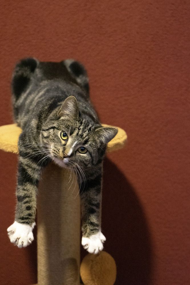 Хинс. Музейный котик