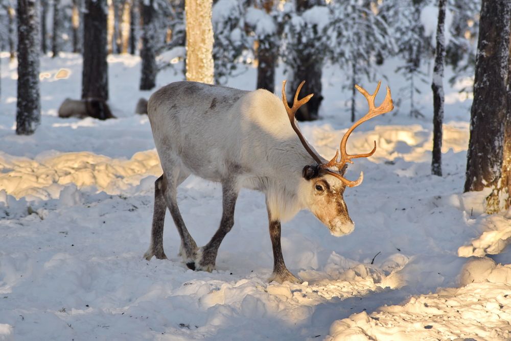 Северный олень