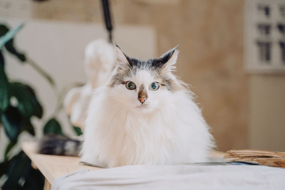 Фотография автора YuliaBets