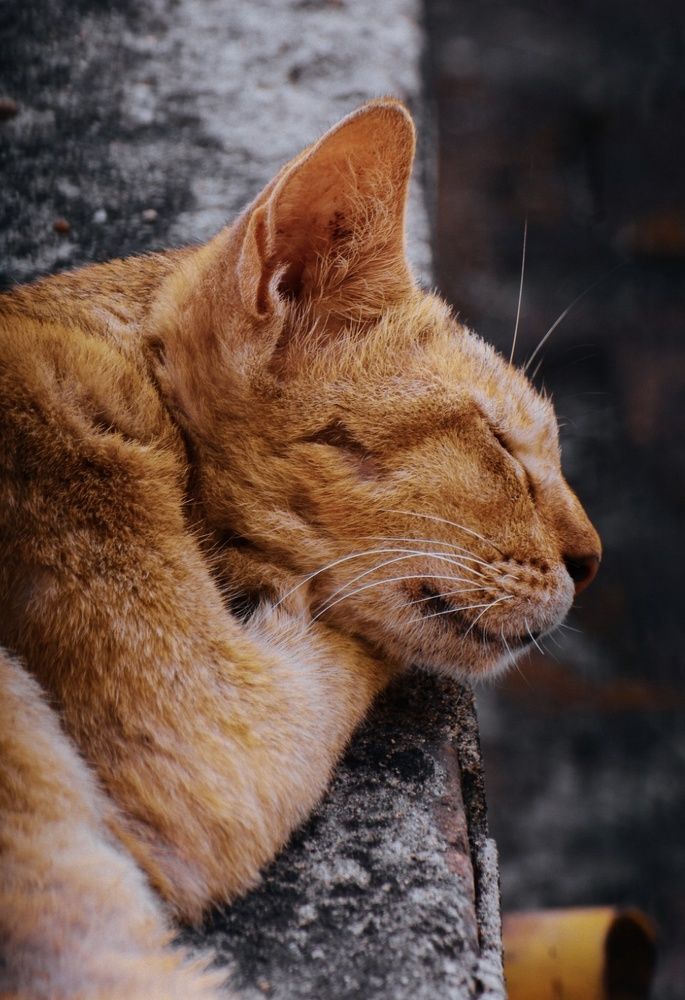 Фотография автора Amit Kumar Dalui