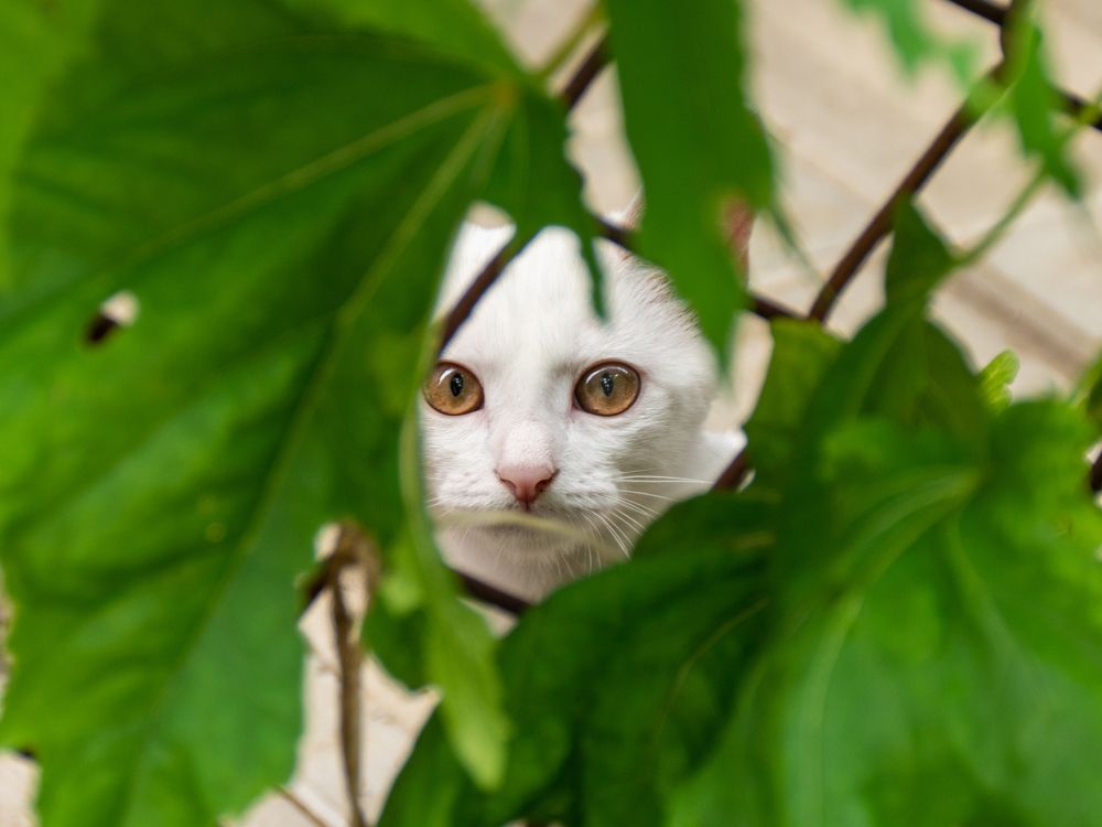 Фотография автора Aleksandr Kadyshev