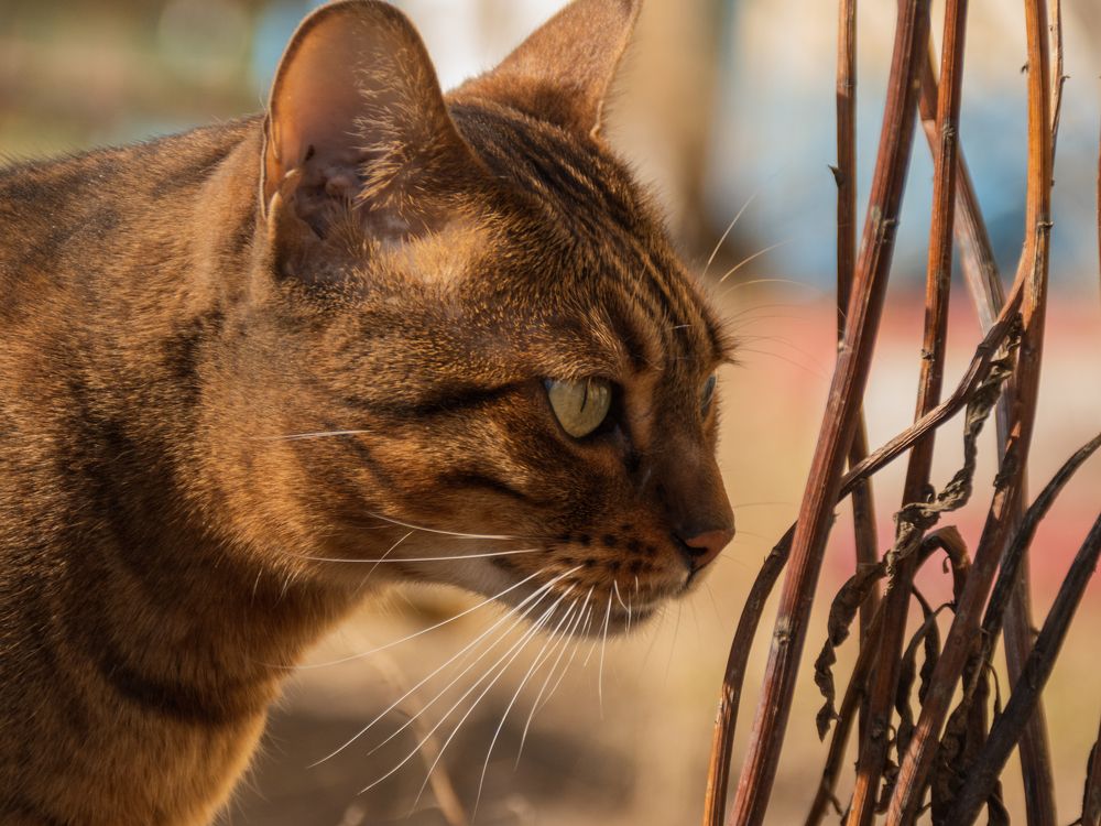 Фотография автора Aleksandr Kadyshev