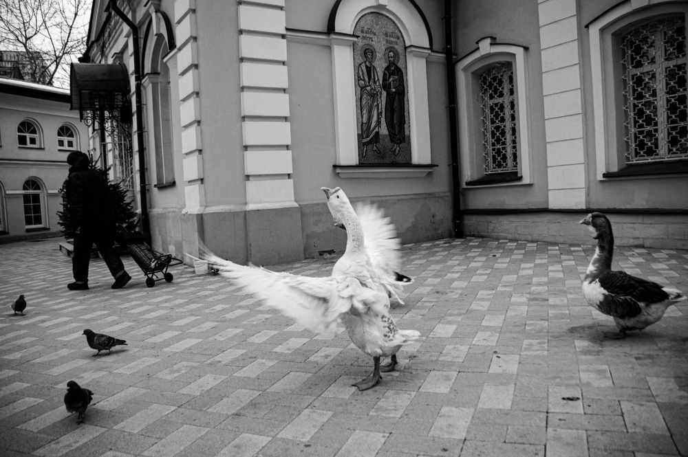 Photograph by Елизавета Корнилова