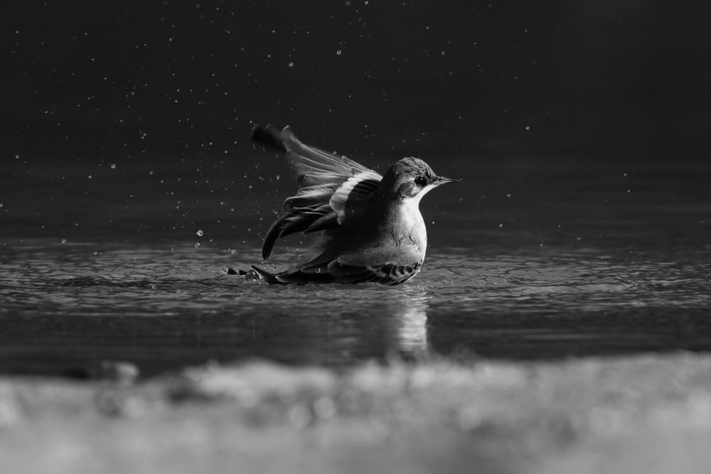 Photograph by Александр Перегудов