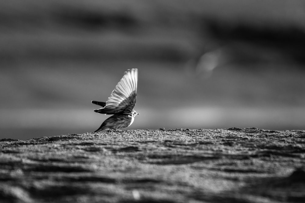 Photograph by Александр Перегудов