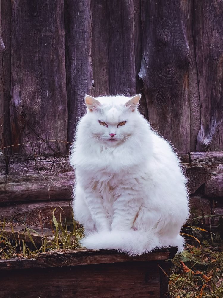 Photograph by Михаил Смирнов